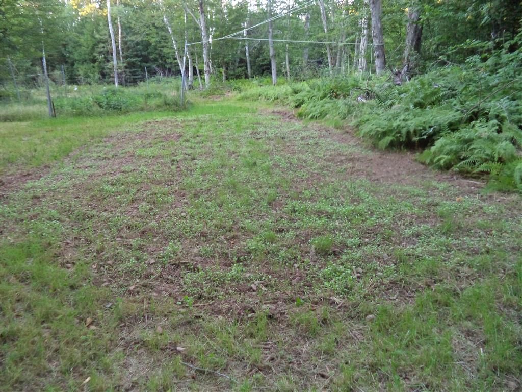 Moose1967 Killer Radish Food Plot Nova Scotia Hunting Forum